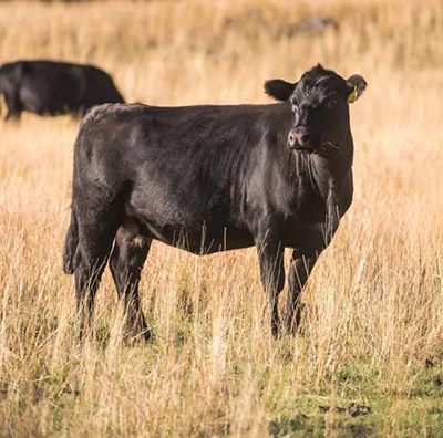 Australian angus beef