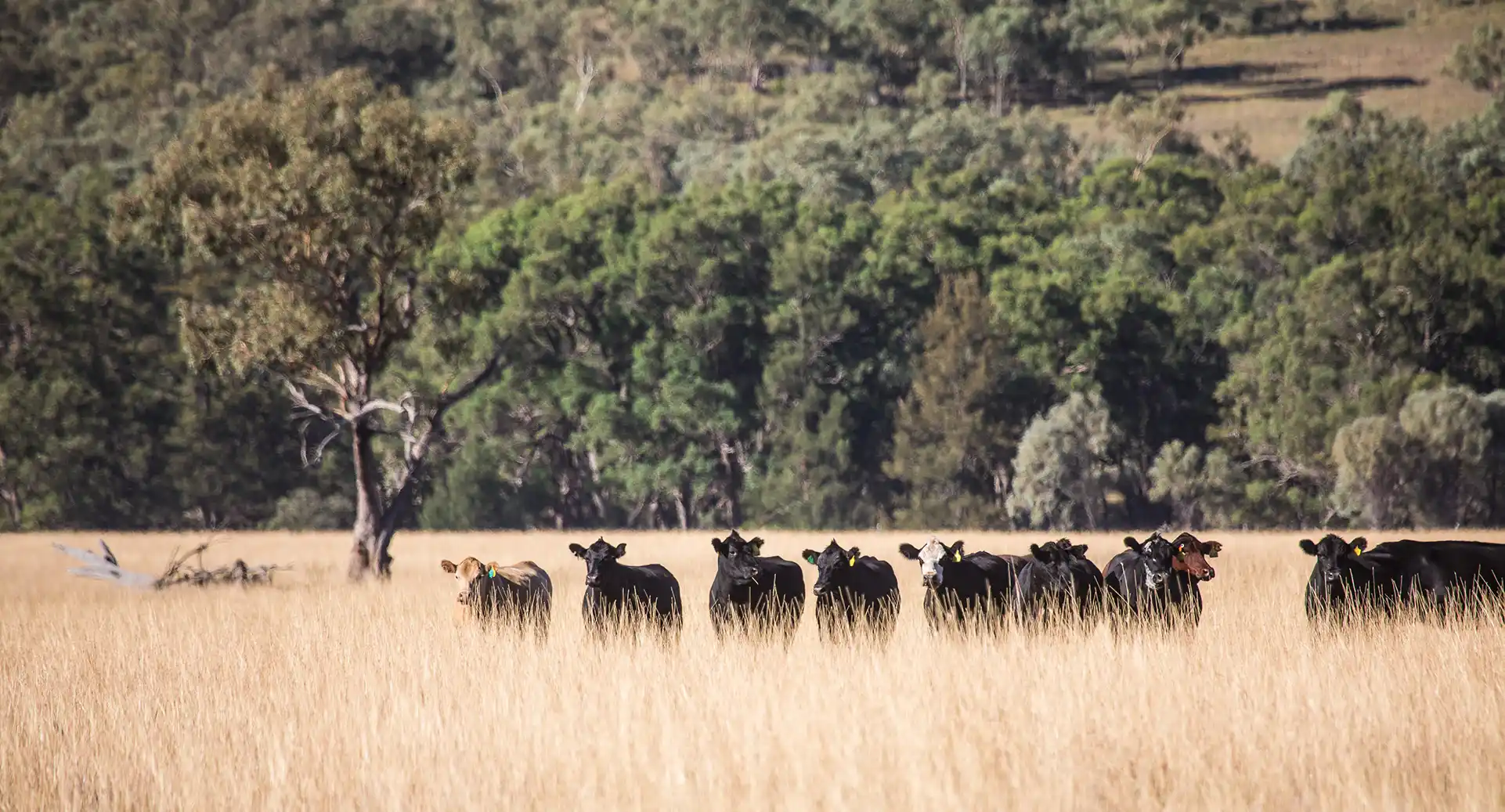 Mooney pastoral angus beef