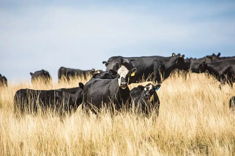 Mooney pastoral australian cattle