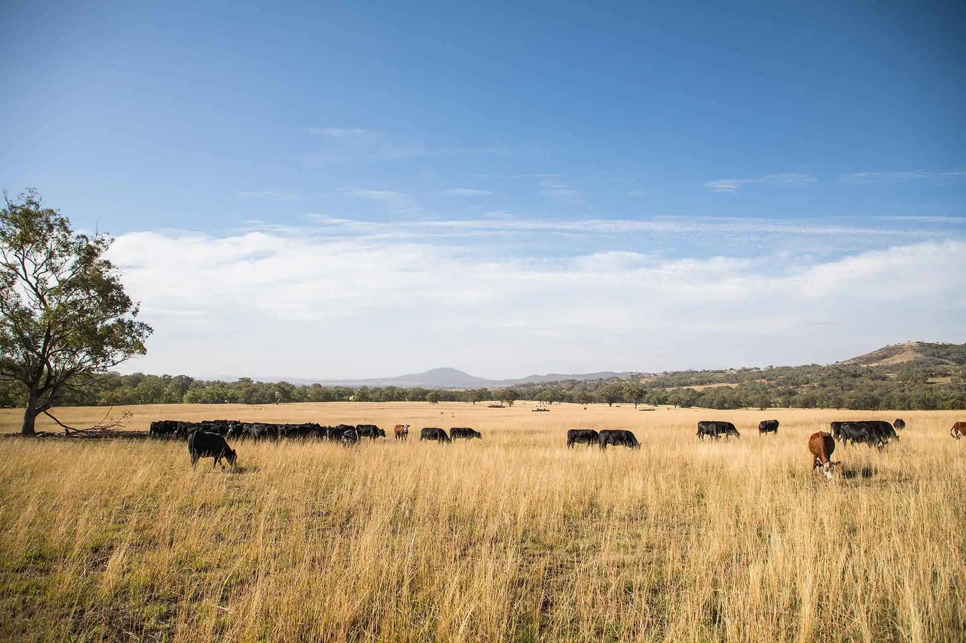 Mooney pastoral co beef