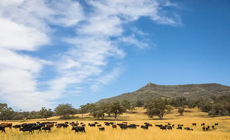 Mooney pastoral angus cattle