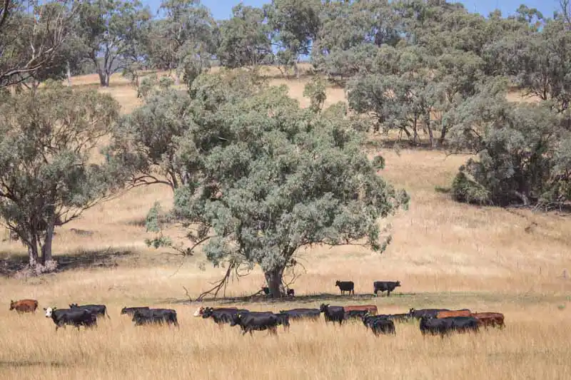 Mooney pastoral cattle