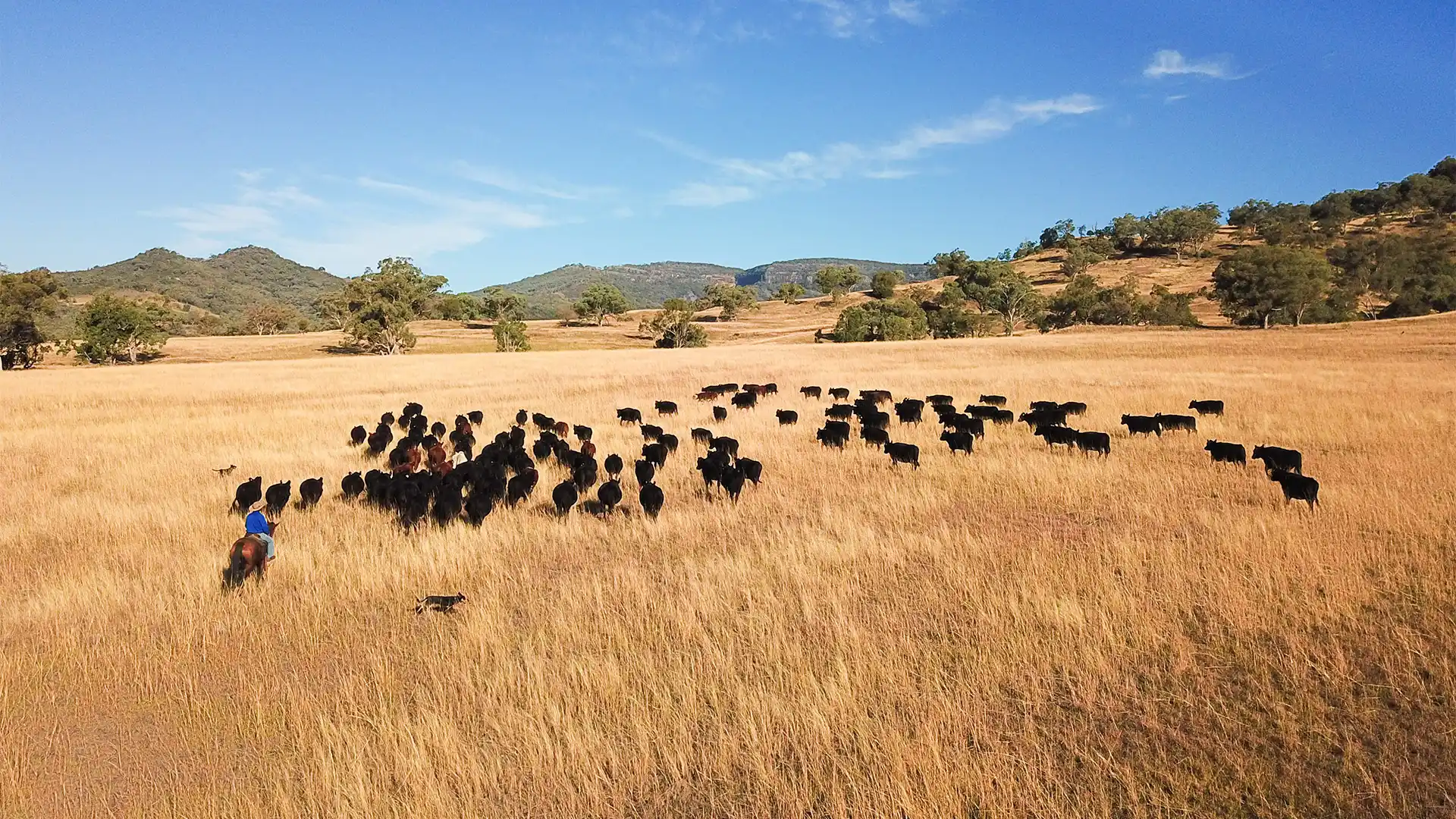 Australian angus beef