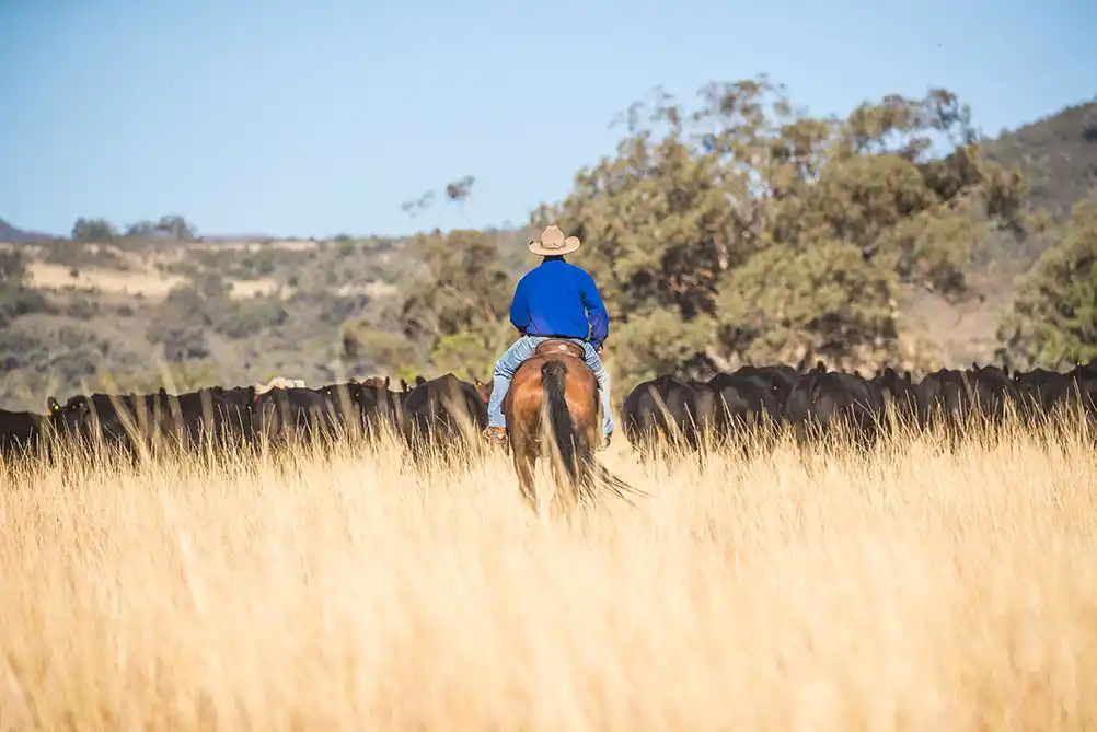 Mooney pastoral australian beef